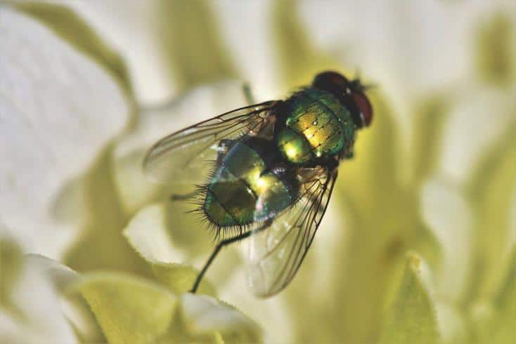 Fliegen als Traumsymbol