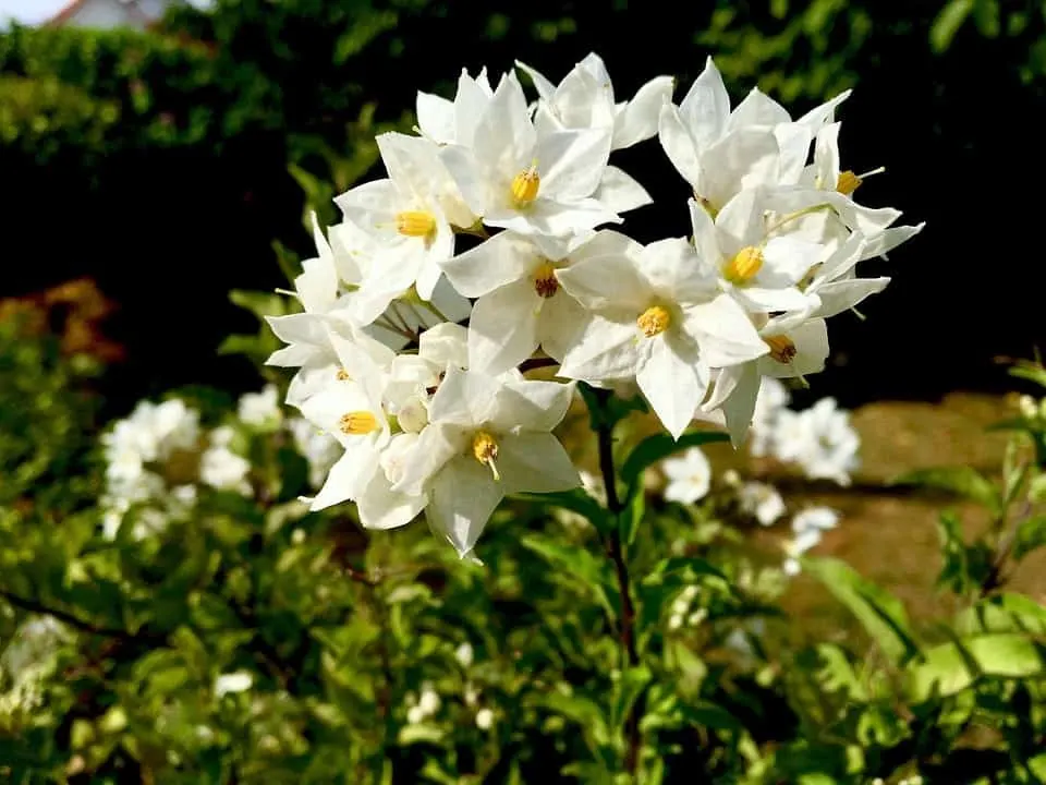 Jasmin