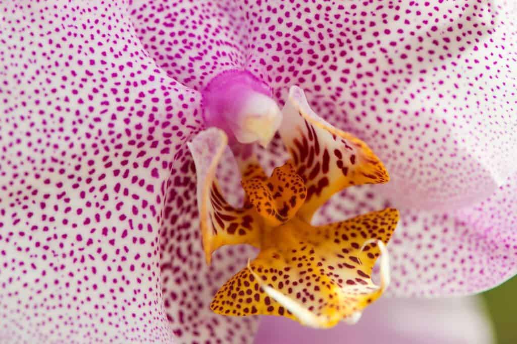 Orchidee