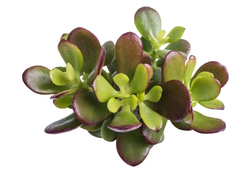 Geldbaum