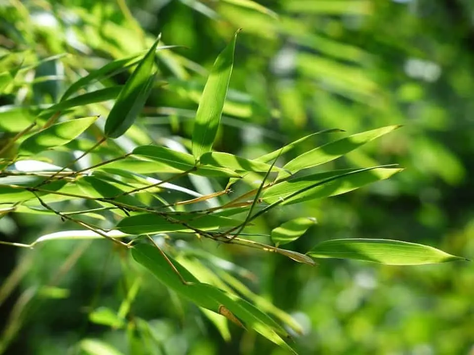Bambusbaum